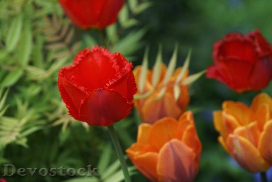 Devostock Tulips Flowers Red Orange 3