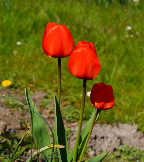 Devostock Tulips Flowers Red Plants 1