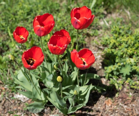 Devostock Tulips Flowers Red Plants 2