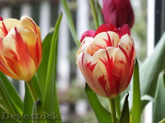 Devostock Tulips Flowers Spring Color 0