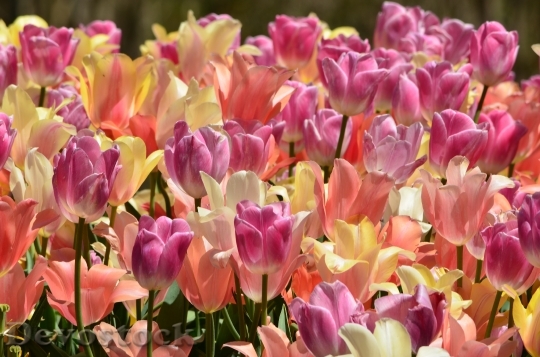 Devostock Tulips Flowers Spring Happy