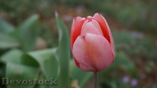 Devostock Tulips Flowers Spring Pink 0
