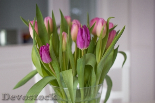 Devostock Tulips Flowers Spring Pink 2