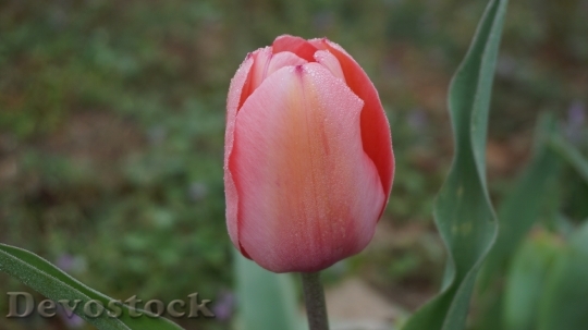 Devostock Tulips Flowers Spring Pink