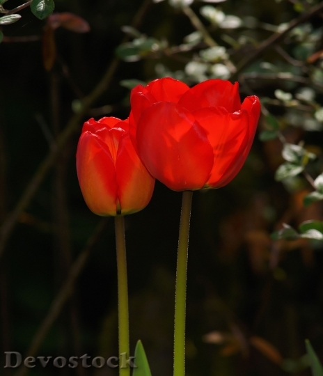 Devostock Tulips Flowers Spring Red