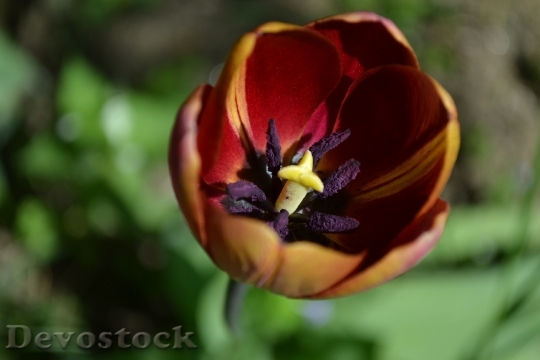 Devostock Tulips Flowers Spring Supplies