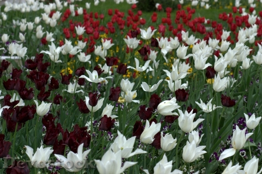 Devostock Tulips Flowers Supplies Coloring 2