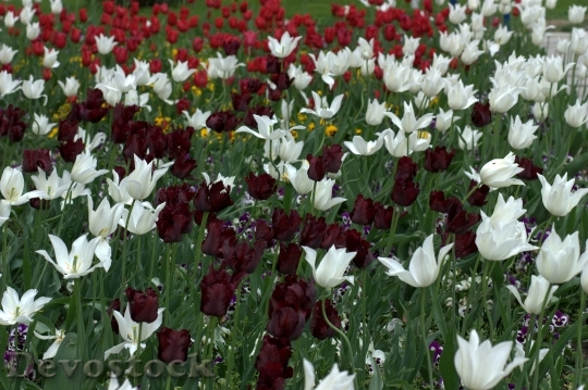 Devostock Tulips Flowers Supplies Coloring 4