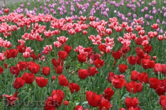 Devostock Tulips Flowers Supplies Coloring 5