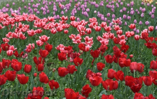 Devostock Tulips Flowers Supplies Red