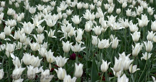 Devostock Tulips Flowers Supplies White