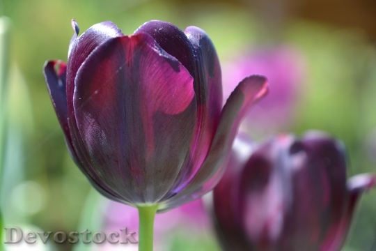 Devostock Tulips Flowers Violet 1449737