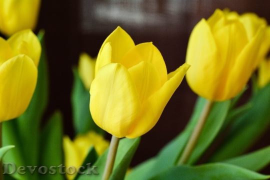Devostock Tulips Flowers Yellow 707706