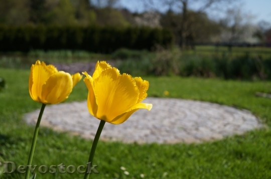 Devostock Tulips Flowers Yellow Summer