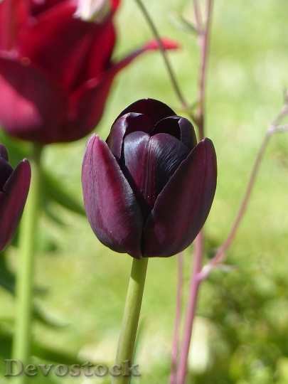 Devostock Tulips Garden Colors Spring