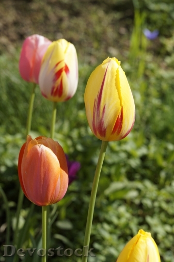 Devostock Tulips Garden Cut Flowers