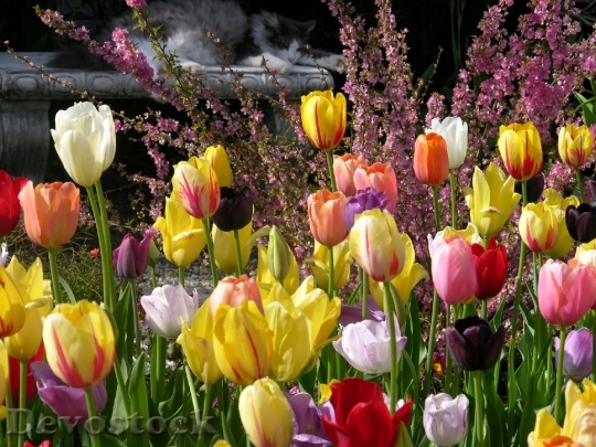 Devostock Tulips Garden Spring Flowers