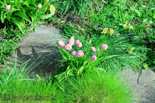 Devostock Tulips Garden Spring Plant 0
