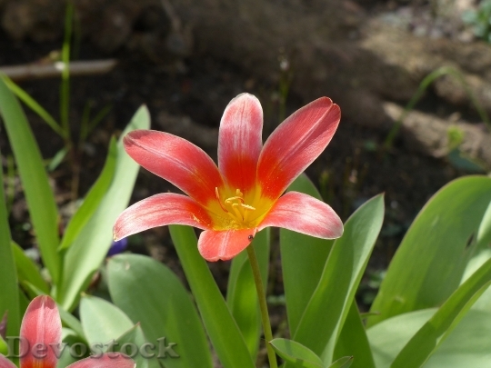 Devostock Tulips Greenhouse Red Bright