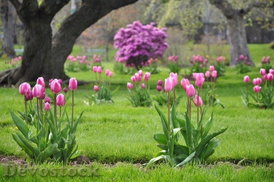 Devostock Tulips Halifax Public Gardens