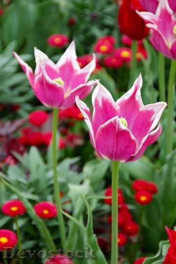 Devostock Tulips Holland Dutch Jagged