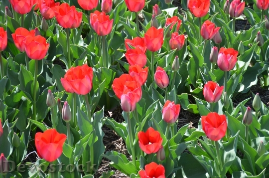 Devostock Tulips Holland Michigan Flowers 3