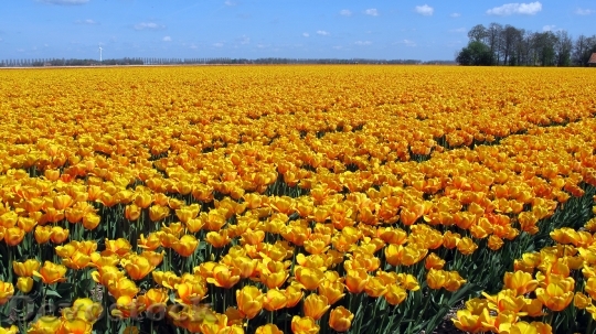 Devostock Tulips Holland Tulip Field