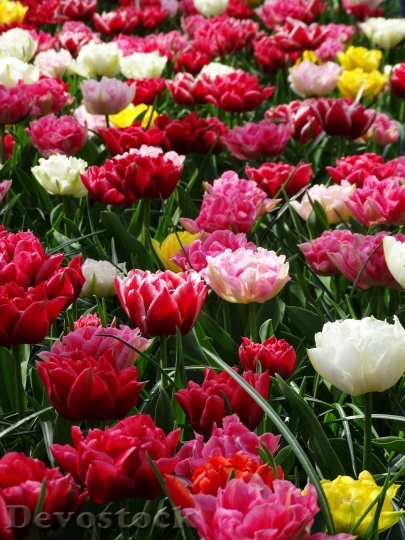 Devostock Tulips Keukenhof Spring All