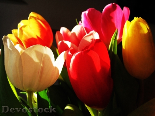 Devostock Tulips Light Shadow Flowers