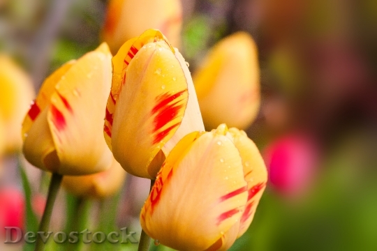 Devostock Tulips Lily Nature Flowers 1