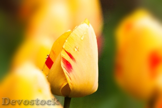 Devostock Tulips Lily Nature Flowers 2
