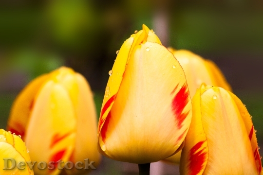Devostock Tulips Lily Nature Flowers 3