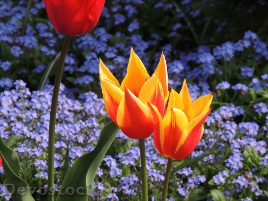 Devostock Tulips Macro Bright Red