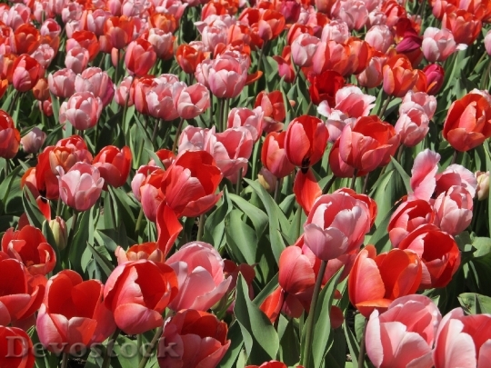 Devostock Tulips Mass Planting Flowers