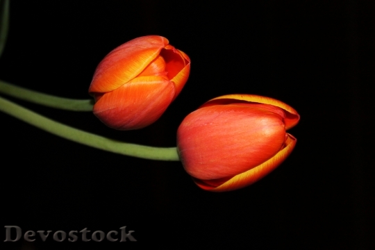 Devostock Tulips Night Flower Floral