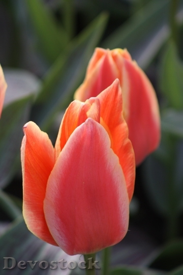 Devostock Tulips Orange Spring Bloom