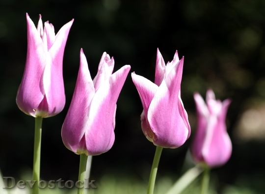 Devostock Tulips Petals Flower Garden