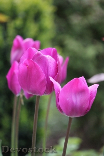 Devostock Tulips Pink Flowers Plant