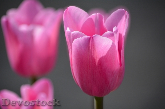 Devostock Tulips Pink Flowers Spring 0