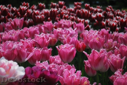 Devostock Tulips Pink Flowers Spring