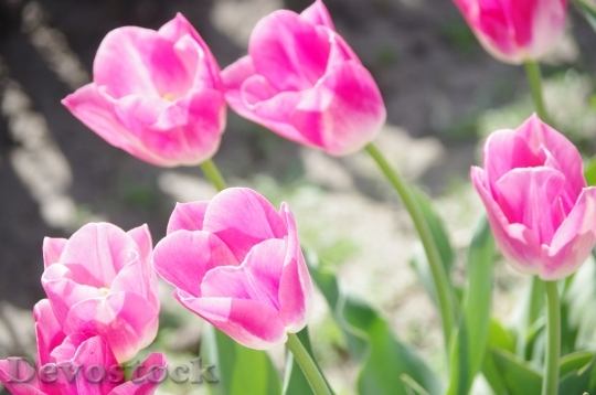 Devostock Tulips Pink Spring Flower 0
