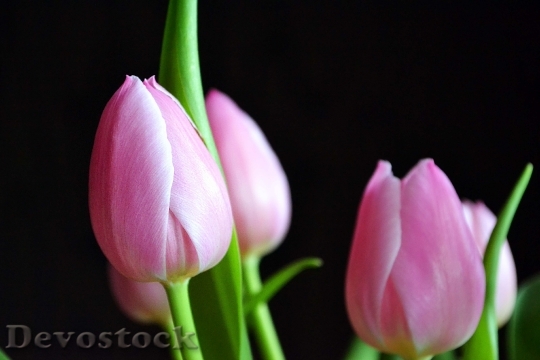 Devostock Tulips Pink Spring Flower