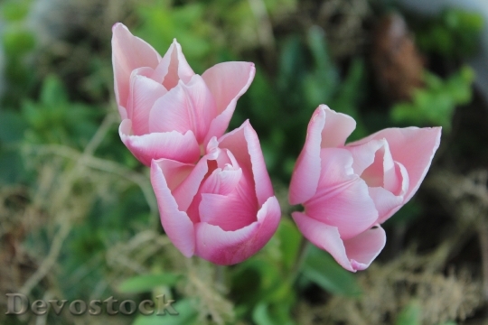 Devostock Tulips Pink Spring Nature