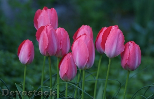 Devostock Tulips Pride Pink Spring