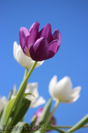 Devostock Tulips Purple Flower Perennial