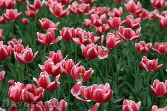 Devostock Tulips Red Camp Flowers