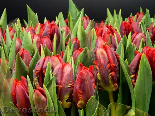 Devostock Tulips Red Cut Flowers