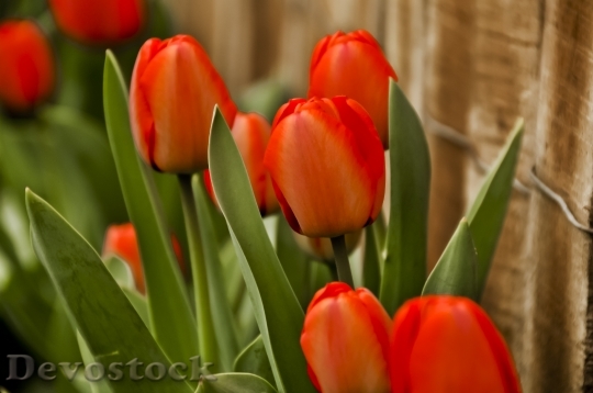 Devostock Tulips Red Flower 974688