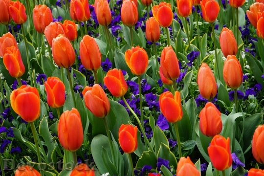 Devostock Tulips Red Flower Color