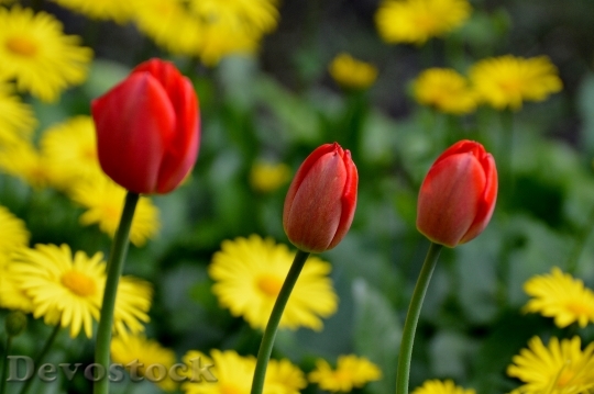 Devostock Tulips Red Flower Spring 0